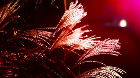 Download wallpaper 3840x2160 grass, light, blur, macro 4k uhd 16:9 hd ...