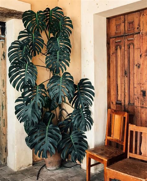 Pistils Nursery on Instagram: “Flashing back to this immaculate ...