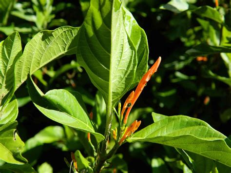 ¡Conoce el Muicle, planta medicinal mexicana! - Huertos en Casa ...