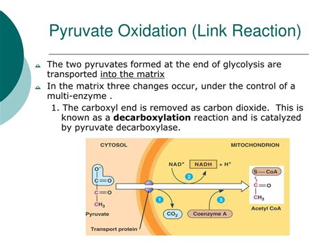 Where Does Pyruvate Oxidation Occur
