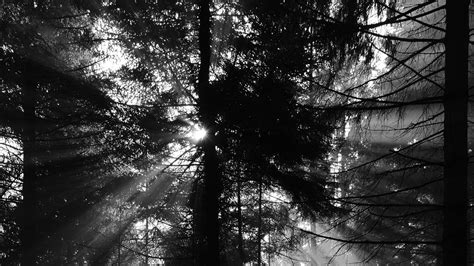 Download wallpaper 1920x1080 pine, rays, bw, forest, trees full hd ...