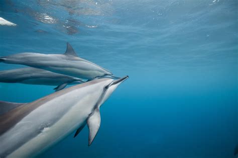 Dolphin assisted birth - fasmethod