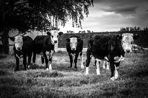 Are Black And White Cows Dairy Cows at Joseph Sabala blog