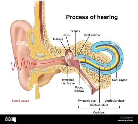 Process Of Hearing