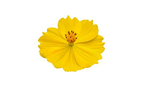 Image result for Flower
