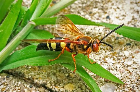 Eastern Cicada Killer Wasps Sphecius Speciosus 26 July