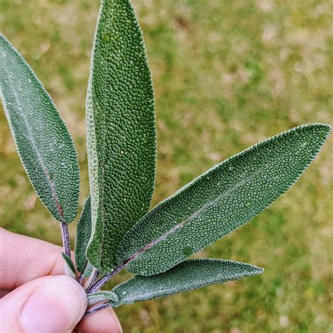 Sage Substitute Ideas - Finding a Good Substitute for Sage - Bunny's Garden