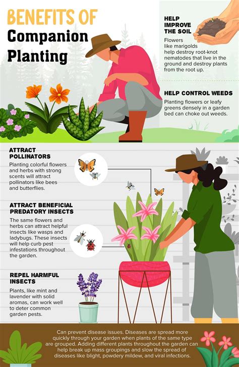 Watermelon Companion Planting Chart: The Easy Way To Grow Juicy ...