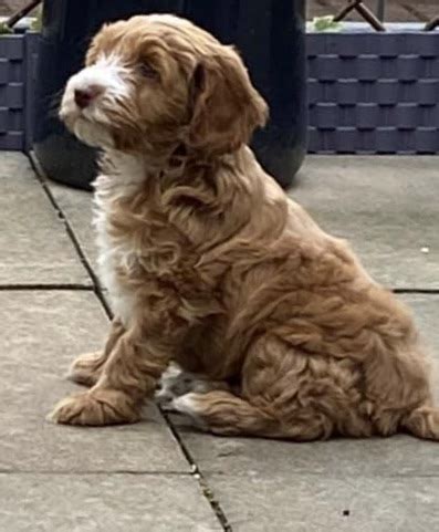 Who Wouldn't Love A Apricot Cockapoo | Cockapoo For Life