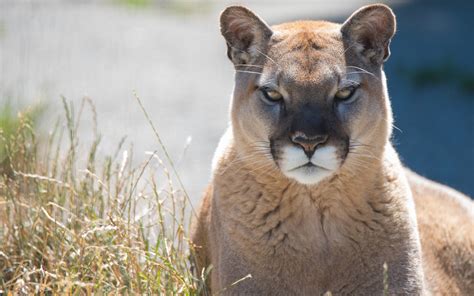 Fondos de pantalla León de montaña frente vista, puma 3840x2160 UHD 4K ...