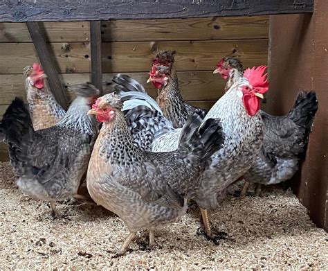 Cream Legbar hatching eggs – The Hatch Shed