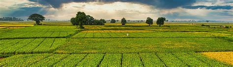 Image result for Agriculture