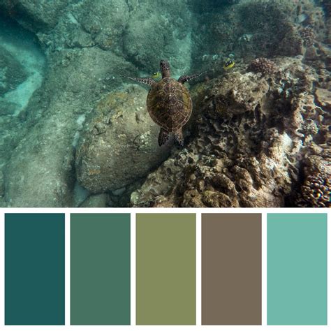 Sea turtle color palette – Artofit