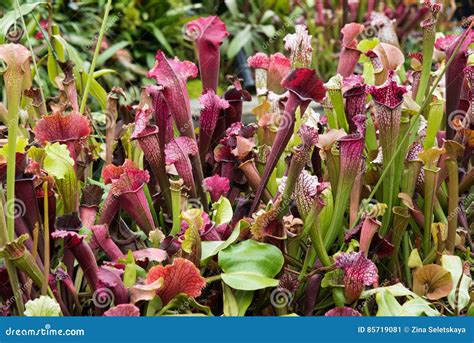 Trumpet Pitcher Plants - Carnivorous Pitcher Plants - Nepenthes Stock ...