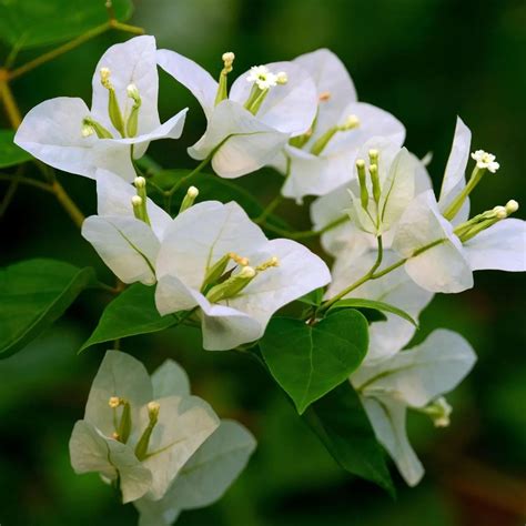 White Colour Bougainvillea Kagoj Ful Shrubs Flower Live Plant 1-2 Feet ...