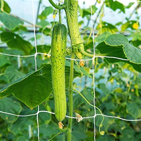 Jaliwale Plant Trellis Netting - Polypropylene Net for Growing Creeper ...