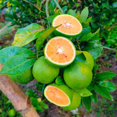 Natura GreenHouse Thai BARI 1 Malta Mosambi Sweet Lemon grafted fruit ...