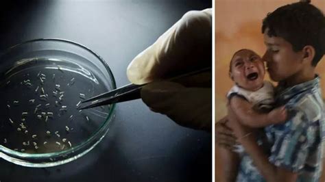 Brazilian Researchers Are Infecting Mosquitoes With Bacteria To Prevent ...