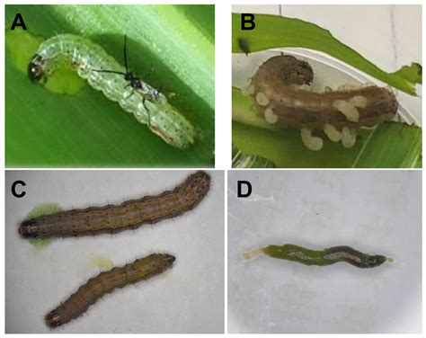 Effect of Cotesia ruficrus Parasitization on Diversity and Community ...