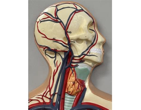 Head and Neck Blood Vessels — Printable Worksheet