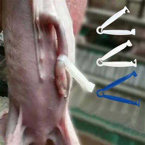 SPRING PARK 20Pcs Umbilical Cord Clamps, Disposable Pig Umbilical Cord ...