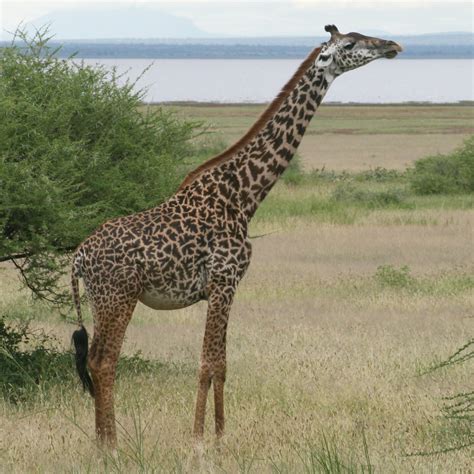 Major new assessment recognises four separate giraffe species for the ...