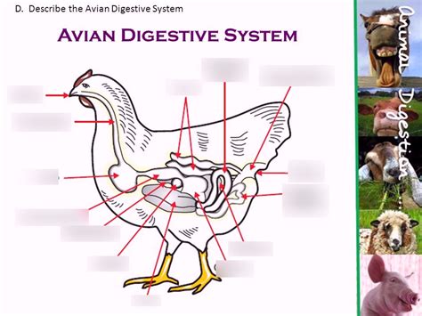 Image result for Bird Digestive System