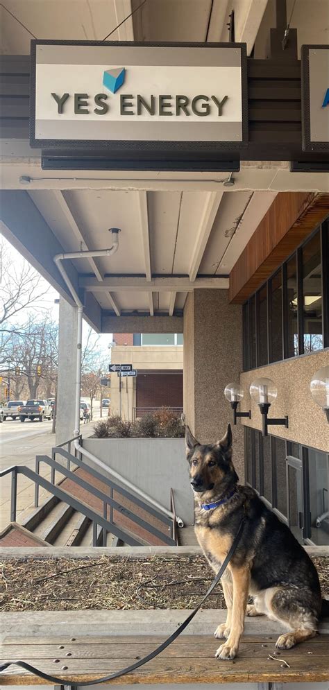 Nicole DeLellis on LinkedIn: Special coworker at the Yes Energy office ...