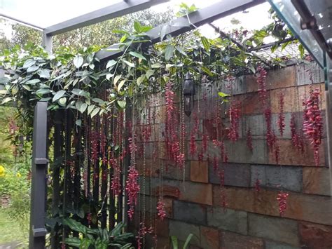 THE FARM BARSATI (Pookode) - Resort Reviews, Photos, Rate Comparison ...