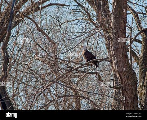 Bald Eagle migration through the Loess Bluffs National Wildlife Refuge ...