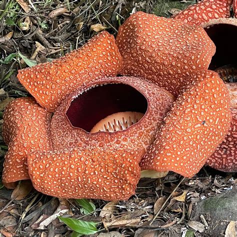 BORNEO WONDERS (2025) All You Need to Know BEFORE You Go (with Photos ...