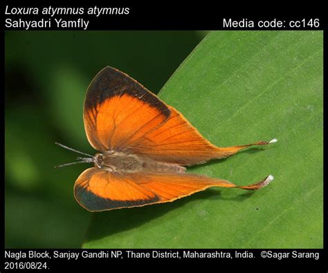 Loxura atymnus | Butterfly