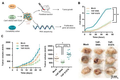 The YAP/TEAD Axis as a New Therapeutic Target in Osteosarcoma: Effect ...