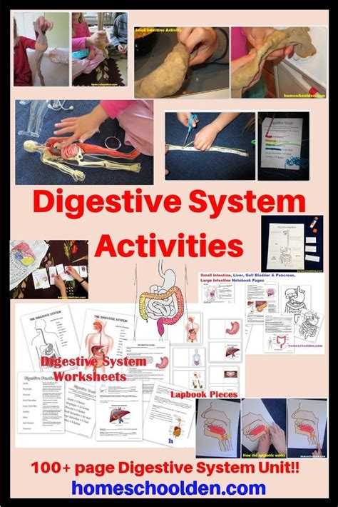 Image result for Digestive System Fun Activities