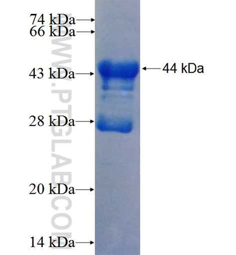 NPPA Fusion Protein Ag26692 | Proteintech