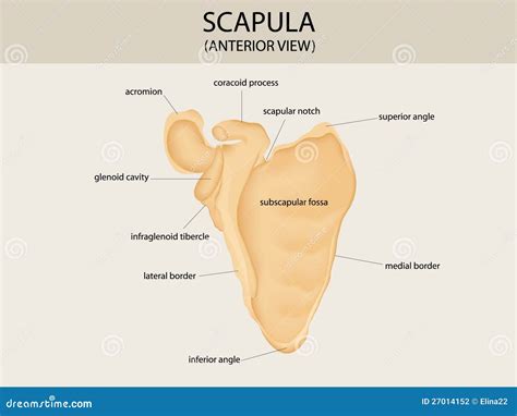 Human Scapula With Spinal Cord Stock Photography | CartoonDealer.com #65666528