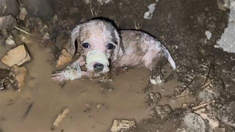 See related image detail. "Save me", Her eyes pleaded in despair, on verge of drowning with her ...