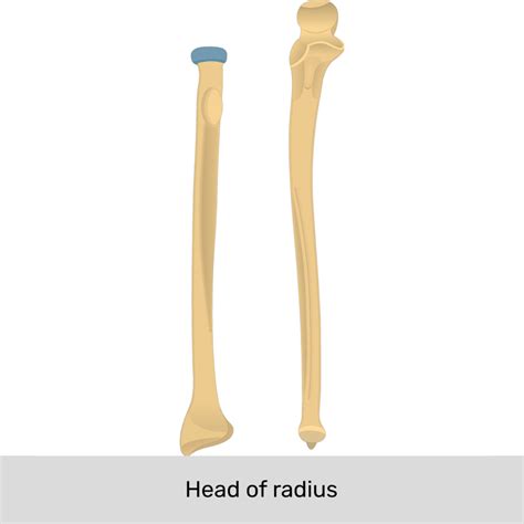 Radius and ulna: Anatomy, landmarks, quiz | GetBodySmart