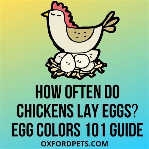 How Often Do Chickens Lay Eggs? Egg Colors & Breeding Guide 101 - Oxford Pets