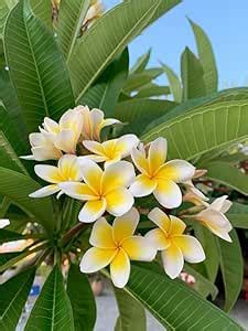NANDINI GARDEN – WHITE KATHGOLAP LIVE PLANT – FRAGRANT CRAPE JASMINE ...