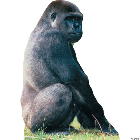 Gorilla Standing Upright