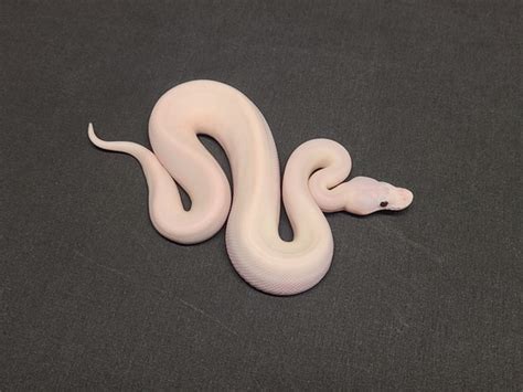 Image result for White Wedding Ball Python