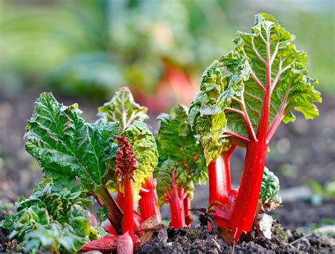 How To Grow Rhubarb in Your Garden