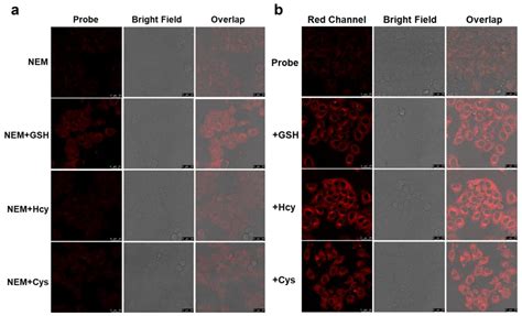 A Near-Infrared Fluorescent and Photoacoustic Probe for Visualizing ...