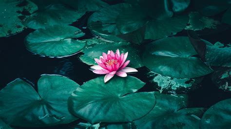 Lotus Flower in Water 4K Wallpapers | HD Wallpapers | ID #30493