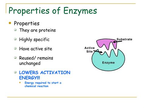 Enzymes | PPT