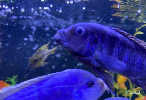 Image result for Popeye Bug