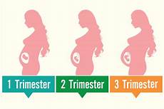 sauna schwangerschaft 1 trimester uterus during pregnancy its size changes and sauna schwangerschaft 1 trimester uterus during pregnancy its size changes and