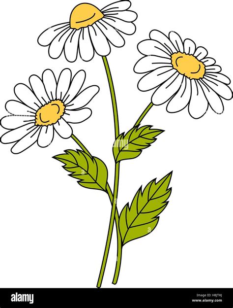 White Daisy Clip Art
