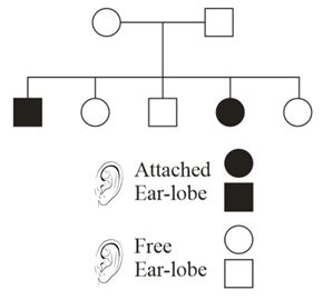 Given below is a pedigree chart of a family with five children. It ...